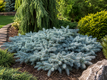 Picea pungens 'Procumbens'