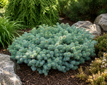 Picea pungens 'St. Mary's Broom'