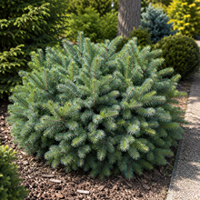 Picea sitchensis 'Papoose'