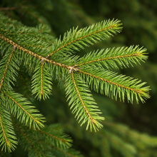 Norway spruce