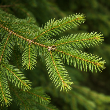 Picea abies