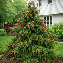 Picea abies 'Acrocona'