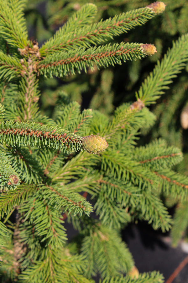 Picea abies 'Acrocona'