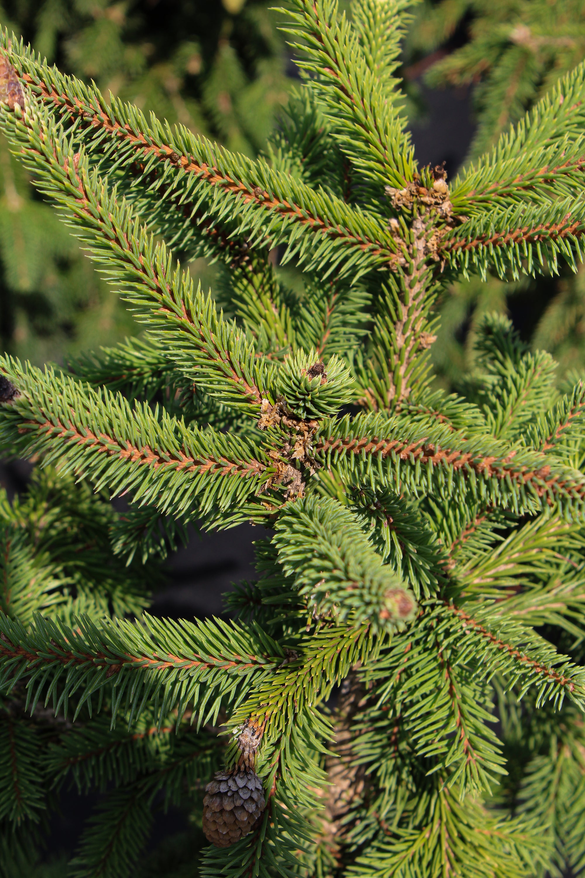 Picea abies 'Acrocona'