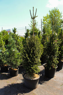 Picea abies 'Cupressina'
