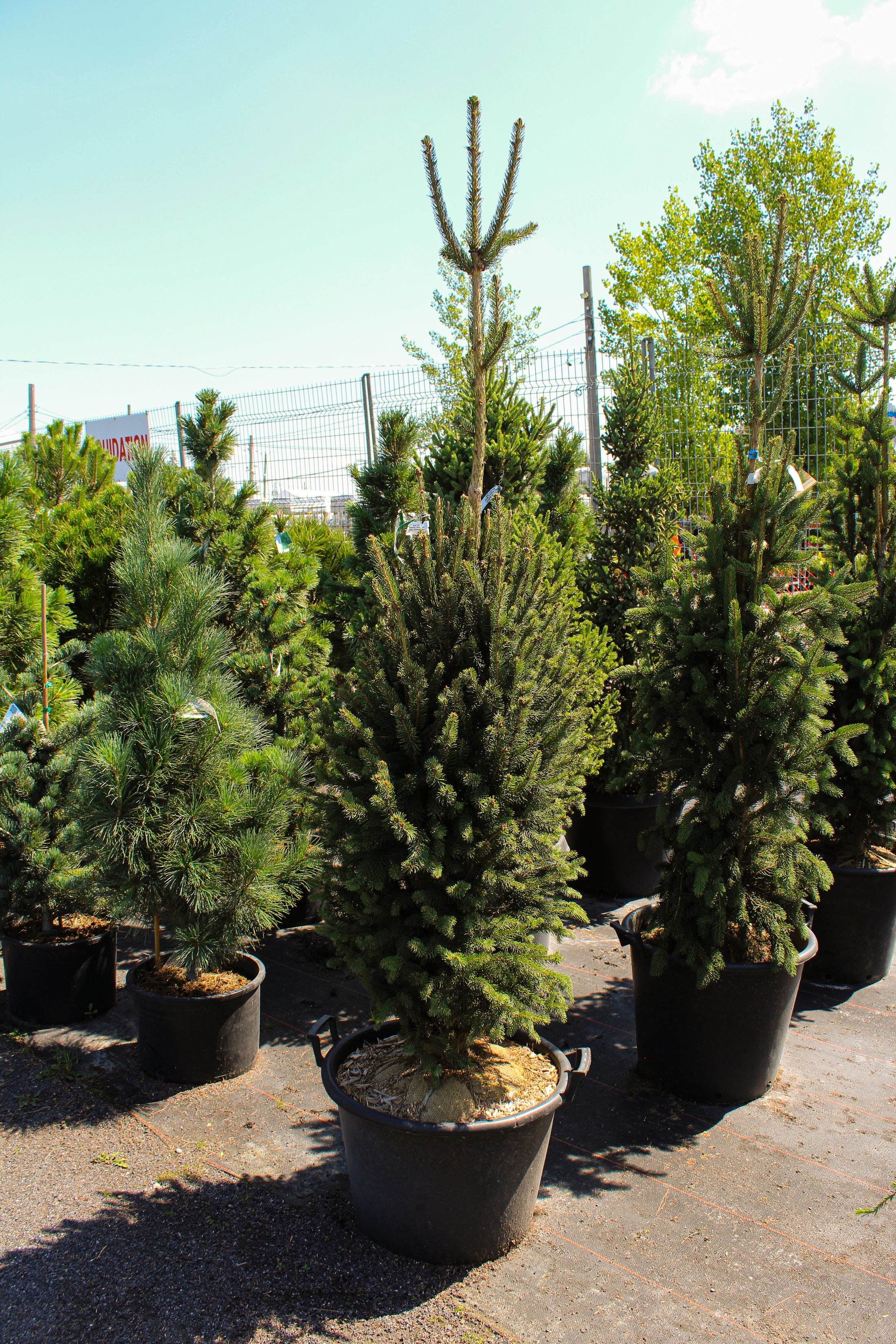 Picea abies 'Cupressina'