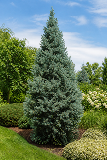Picea abies ‘Fastigiata Compacta’