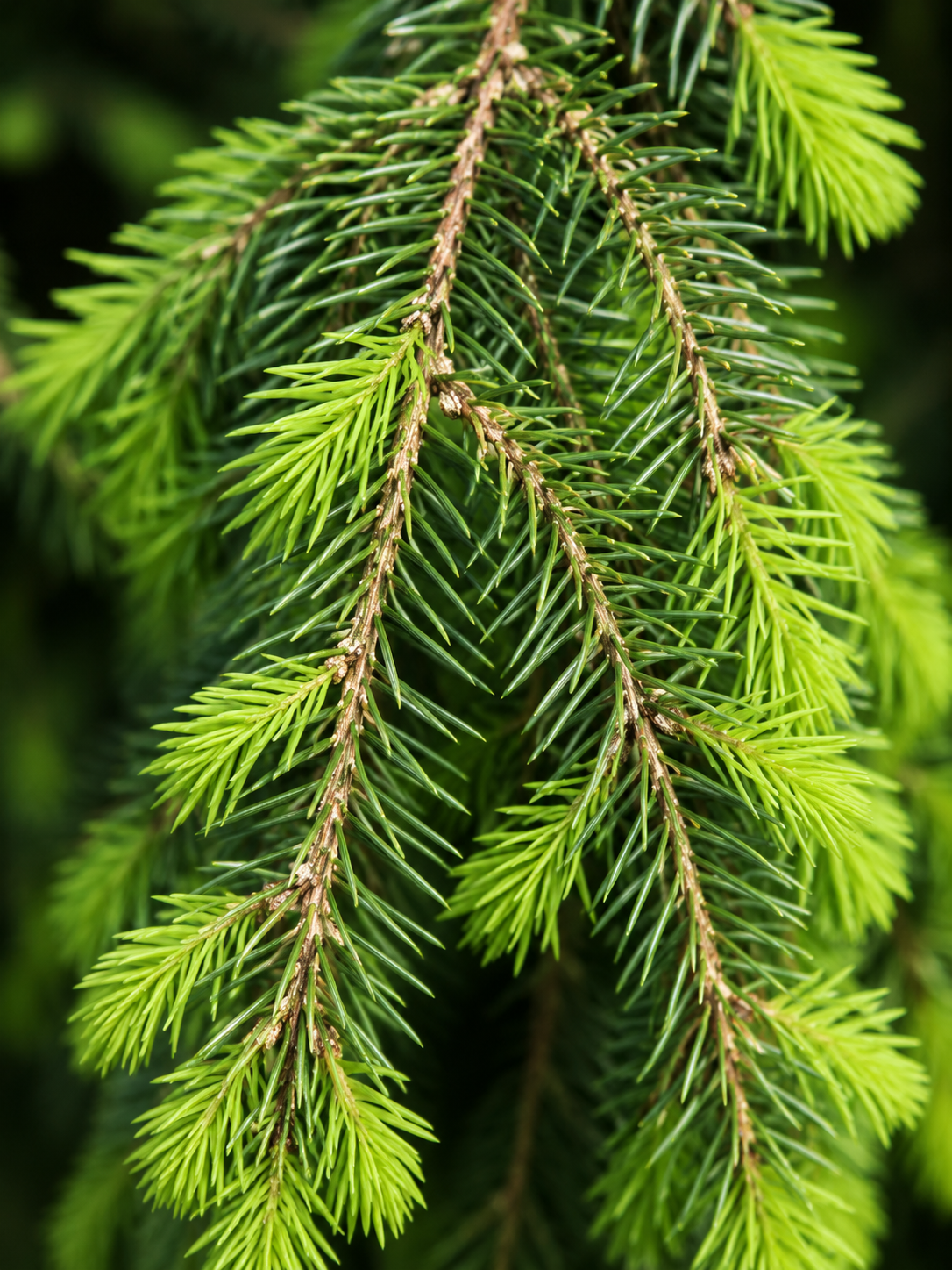 De fines branches pendent presque verticalement dans cette vue rapprochée d’aiguilles vertes. Les extrémités jaune vert lumineuses se regroupent au bout de plusieurs rameaux retombants et contrastent avec les aiguilles plus sombres. De petites zones beiges apparaissent sur les brindilles brunes étroites. Les branches proches se détachent nettement sur un fond vert flou, soulignant leur ramification souple dirigée vers le bas.