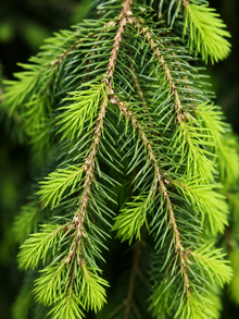 Épinette de Norvège dorée pleureuse Gold Drift ‘Gold Drift’ (Picea abies)