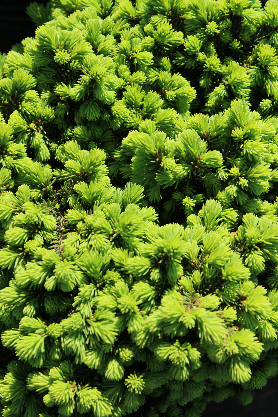 Picea abies 'Little Gem'