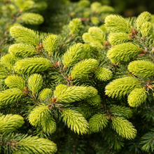 Picea abies 'Nidiformis'