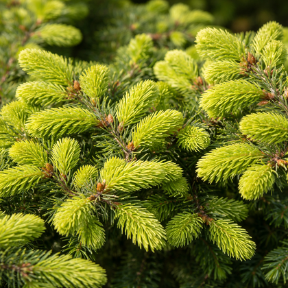Picea abies 'Nidiformis'