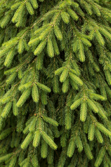 Picea abies 'Pendula'