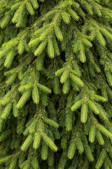 Picea abies 'Pendula'