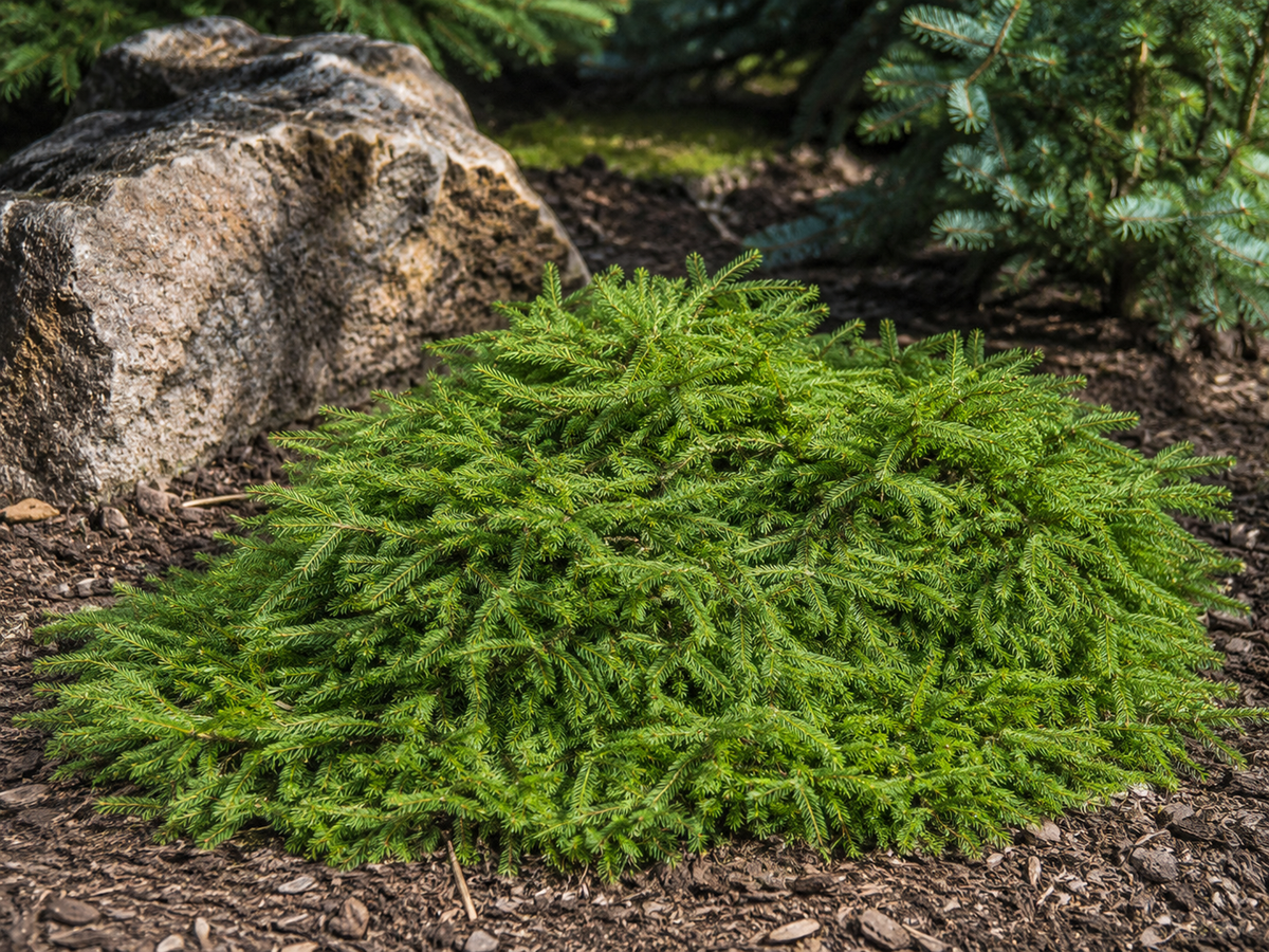 Picea abies 'Ripplebrook'