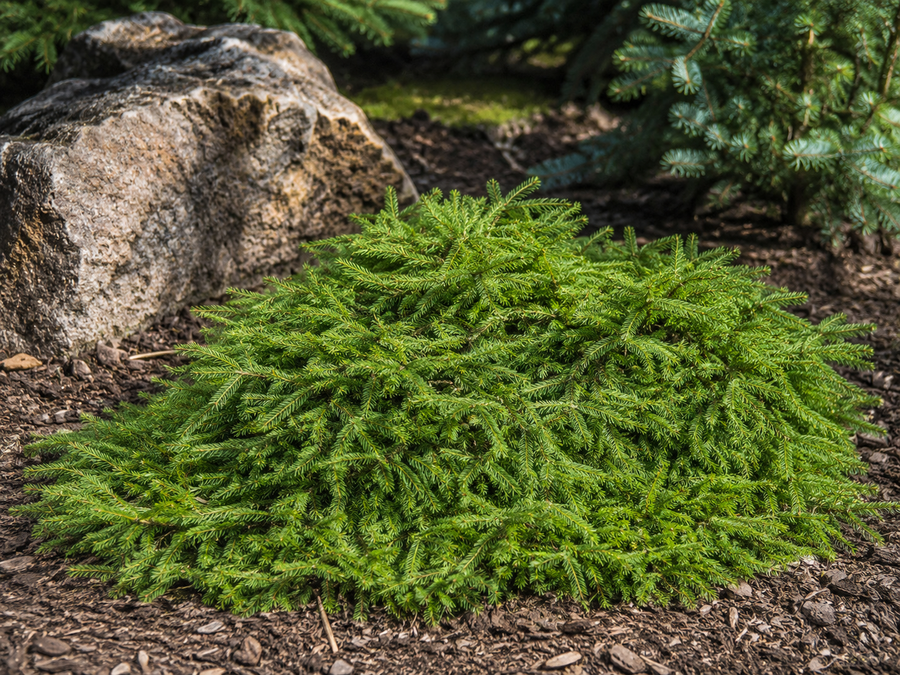 Picea abies 'Ripplebrook'