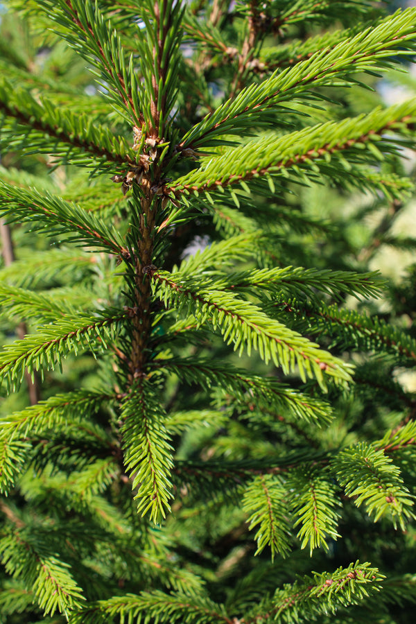 Picea abies 'Royal Splendor'