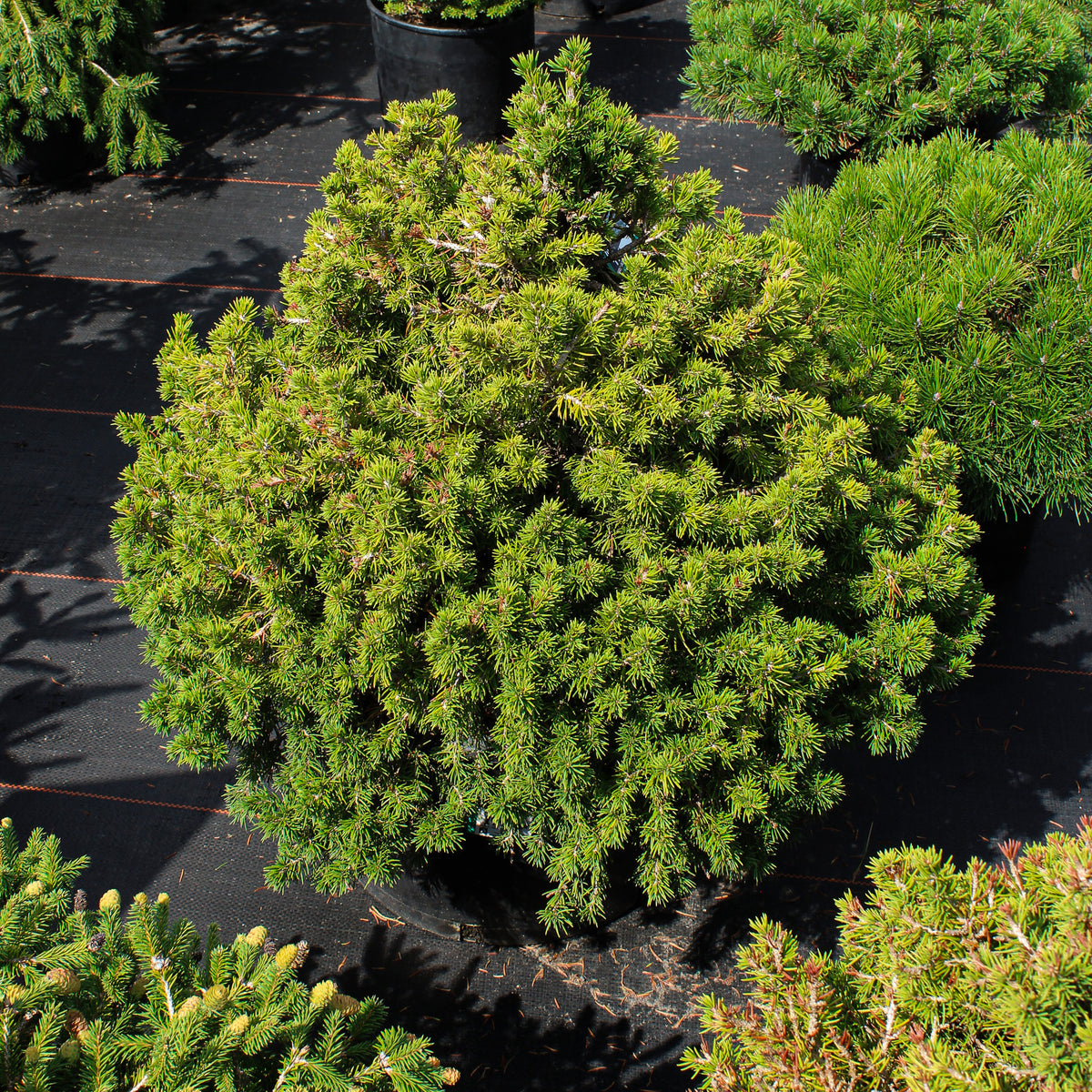 Picea abies 'Tompa'