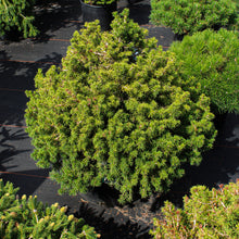 Picea abies 'Tompa'