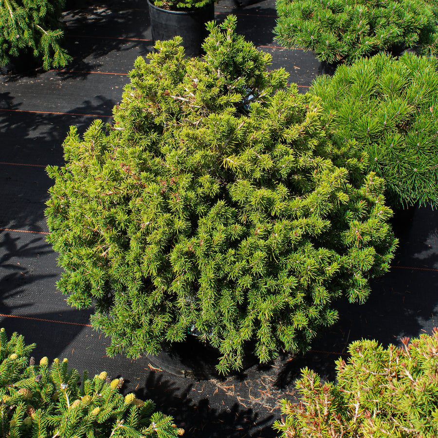 Picea abies 'Tompa'