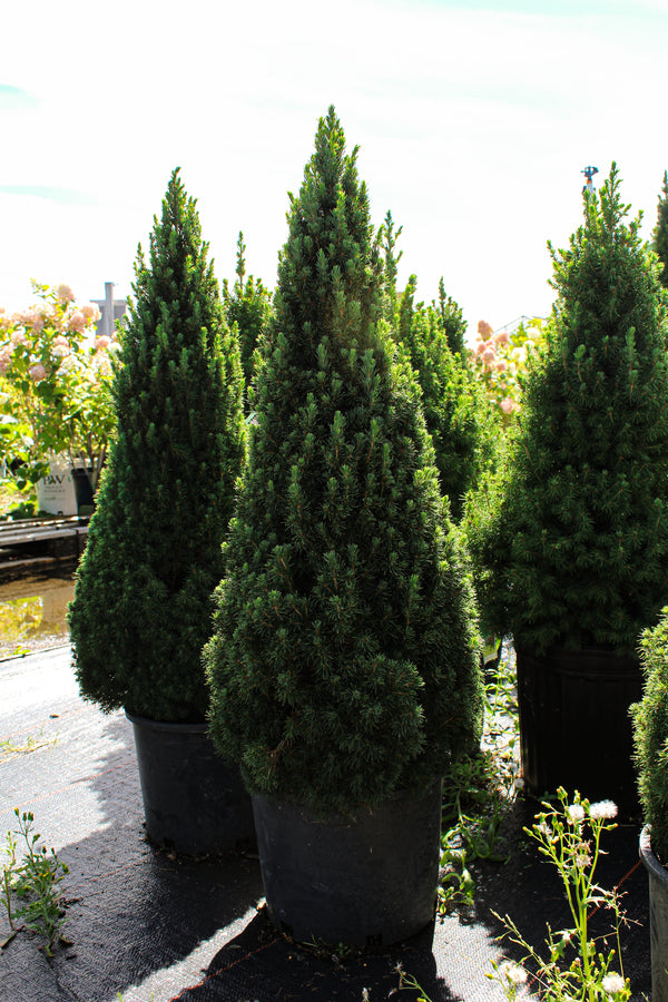 Picea glauca 'Jean's Dilly'