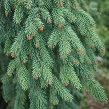 Picea glauca 'Pendula'