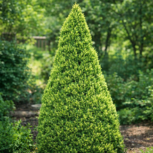 Picea glauca 'Rainbow's End'