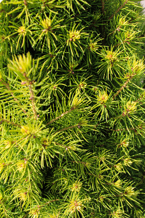 Picea glauca 'Rainbow's End'