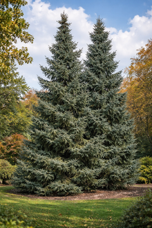Picea omorika