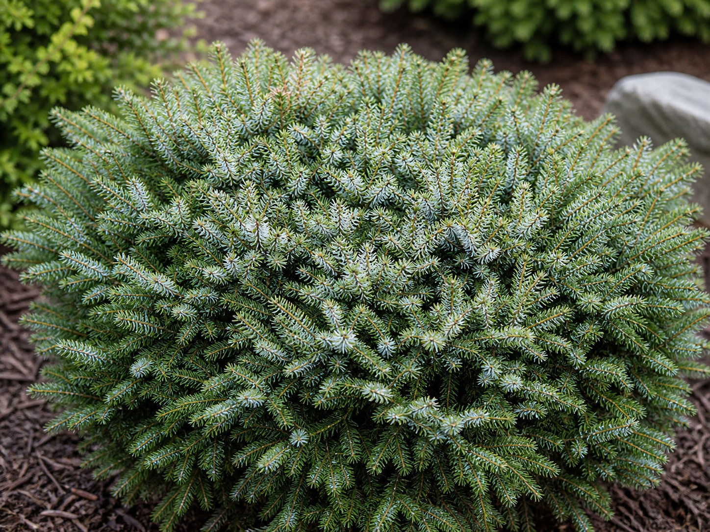 Picea omorika ‘Nana’