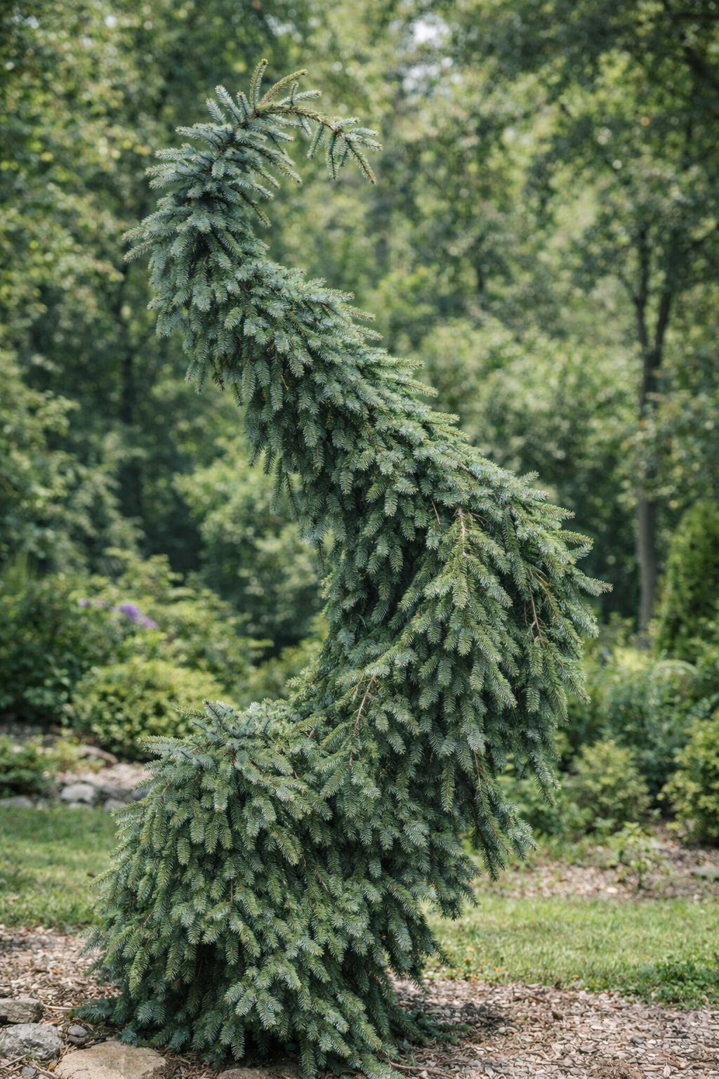 Picea omorika 'Pendula Bruns'