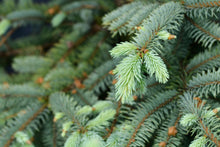Picea pungens 'Baby Blue'