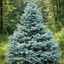 Picea pungens 'Baby Blue'