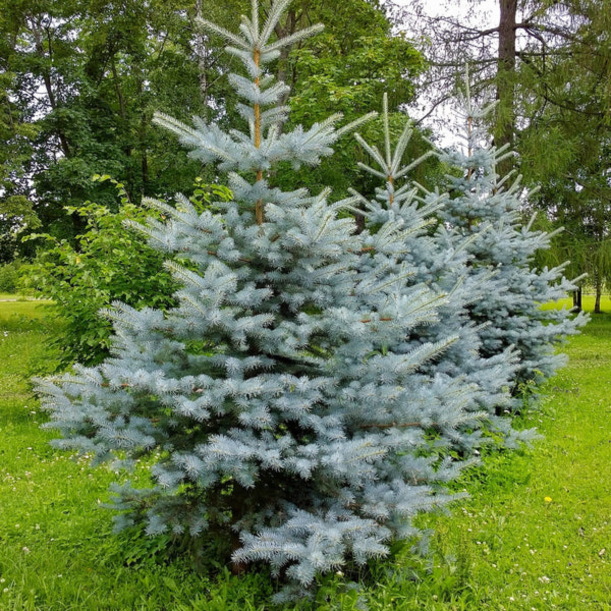 Picea pungens 'Bonnie Blue'