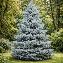 Picea pungens 'Fat Albert'