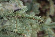 Picea pungens 'Fat Albert'