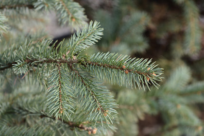 Picea pungens 'Fat Albert'