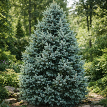 Picea pungens 'Iseli Fastigiata'