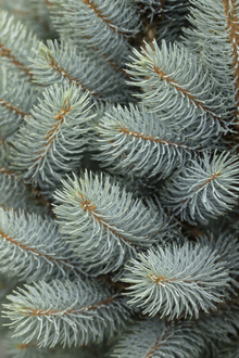Picea pungens 'Iseli Fastigiata'
