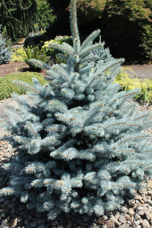 Picea pungens 'Monty'