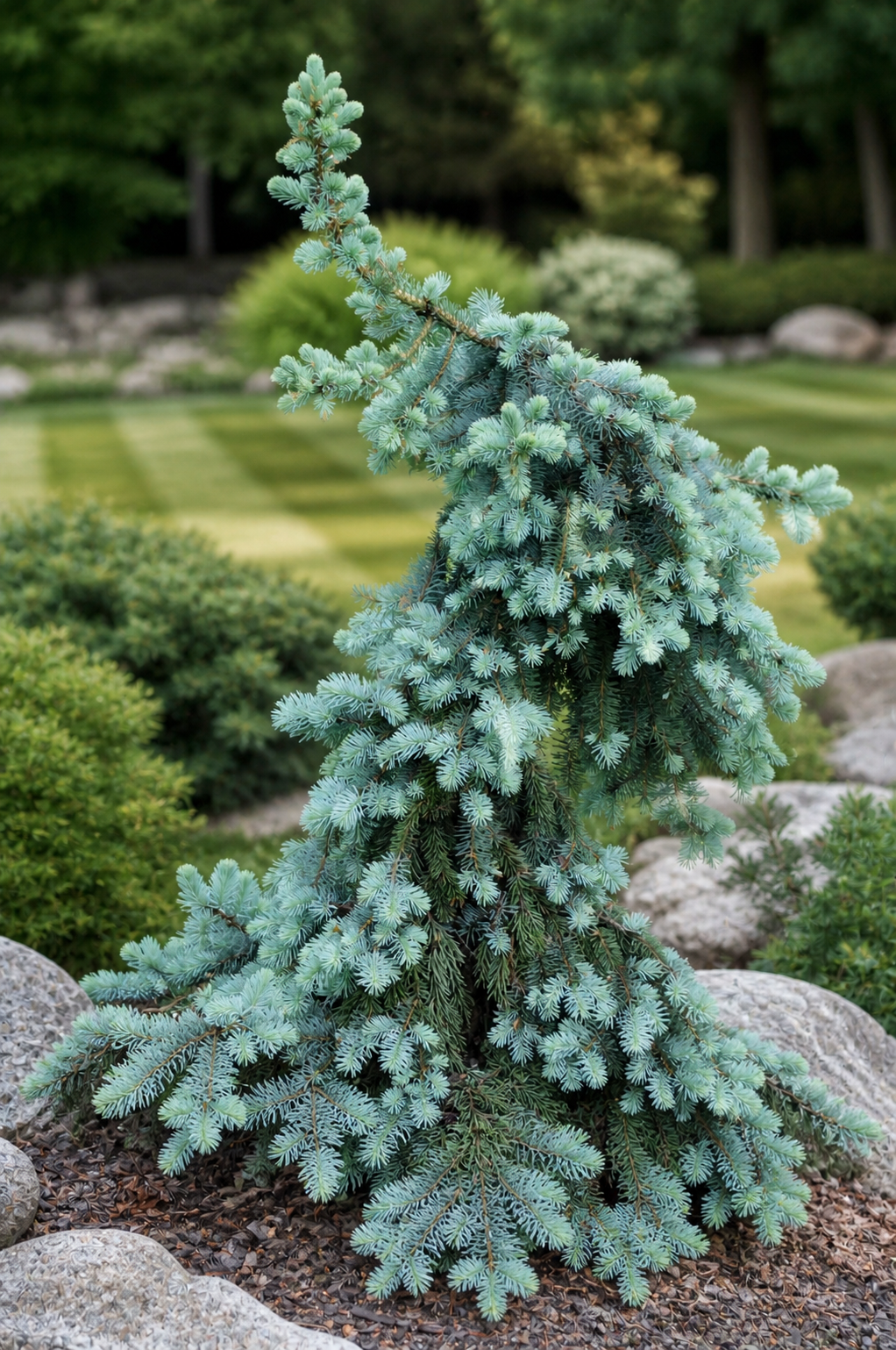 Picea pungens 'Pendula'