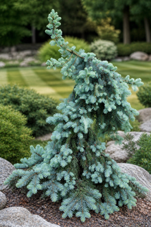 Picea pungens 'Pendula'