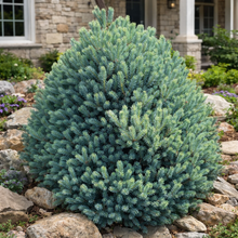 Picea pungens 'Scottie'