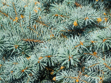 Picea pungens 'Thume'