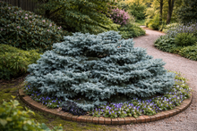 Picea pungens 'Thume'