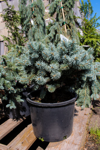 Épinette bleue du Colorado ‘Moonstone’ (Picea pungens)