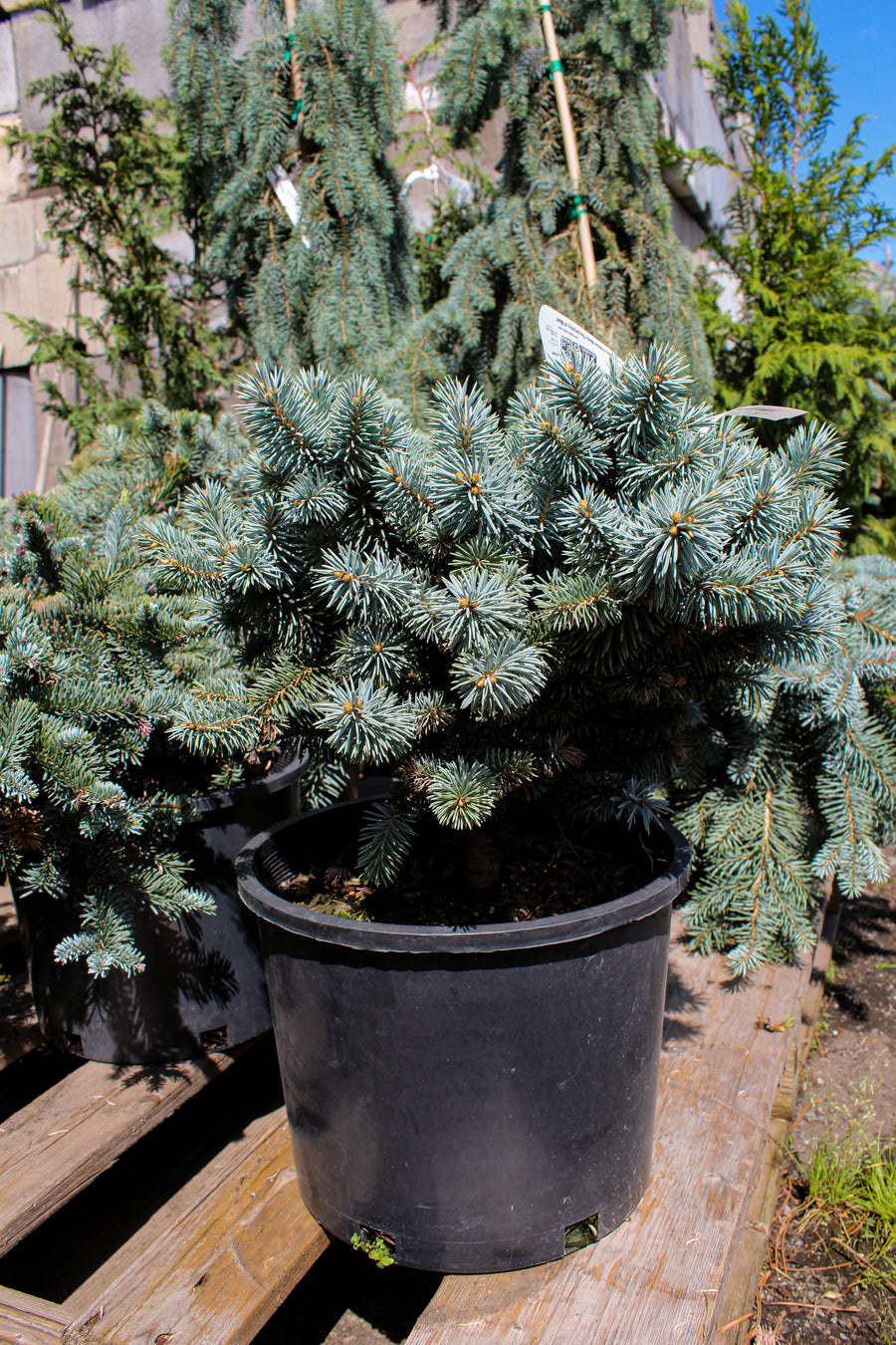 Picea abies 'Moonstone'