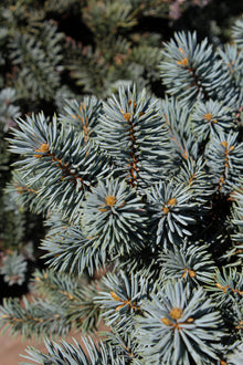 Picea pungens 'Moonstone'