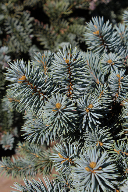 Picea abies 'Moonstone'