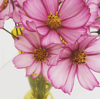 Organic 'Picotee' Cosmos Seeds by Gaia, product image prepared for Canadian gardeners.